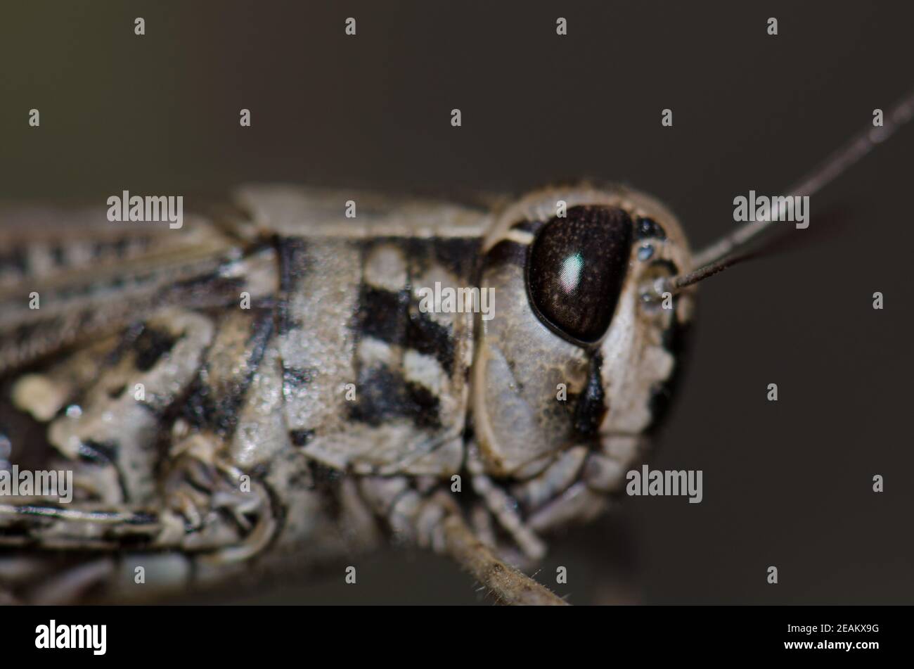 Kanarischer Zangengrasschrecke Calliptamus plebeius auf einem Ast. Stockfoto