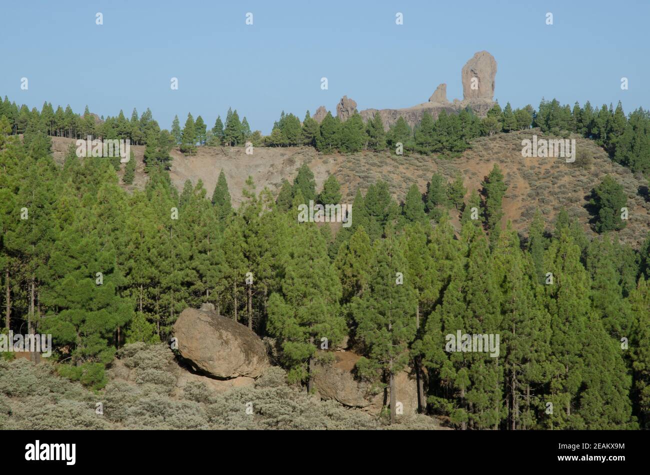 Roque Nublo im Nublo Rural Park. Stockfoto