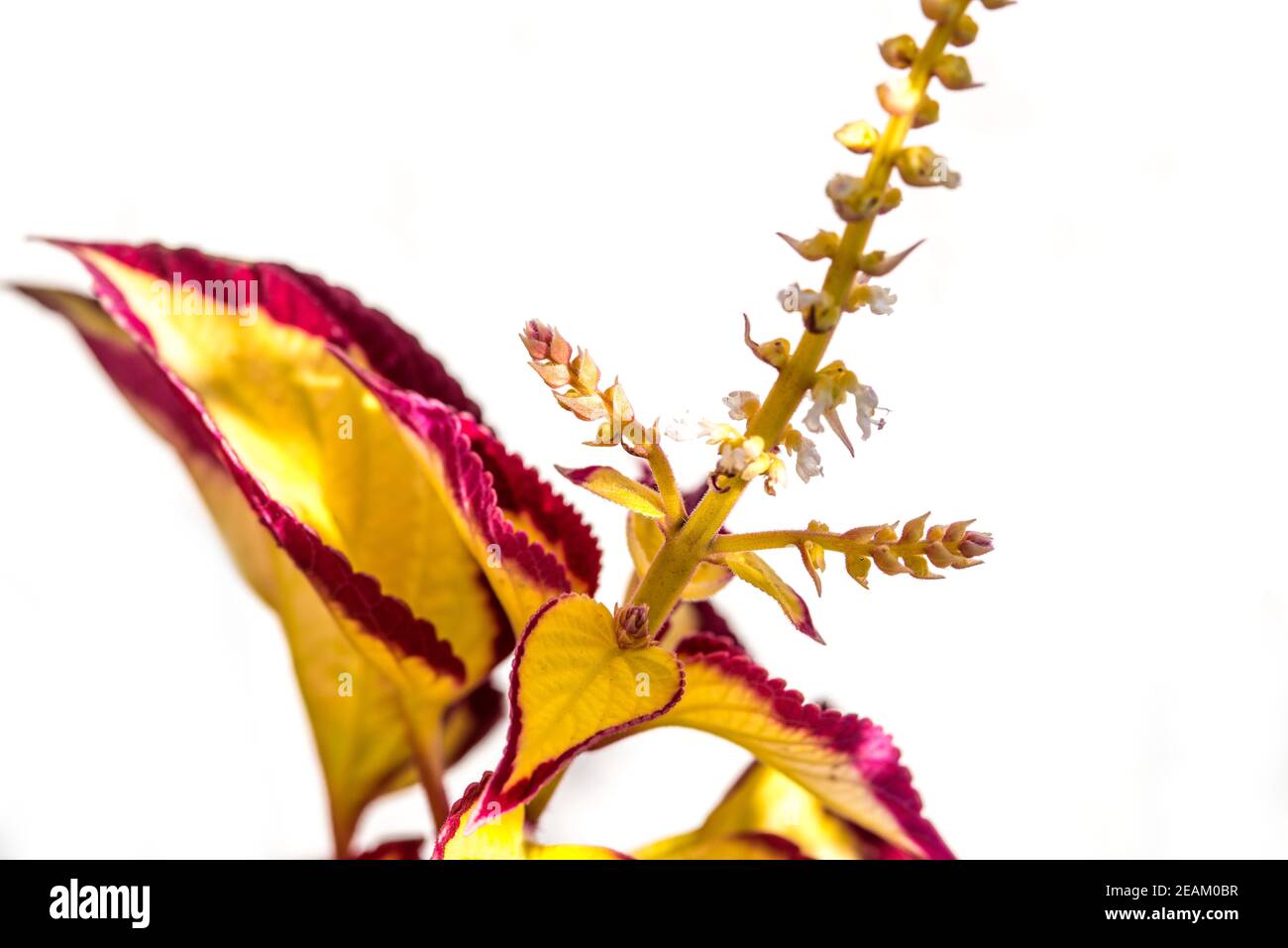 coleus, Zierpflanze in einer Nahaufnahme Stockfoto