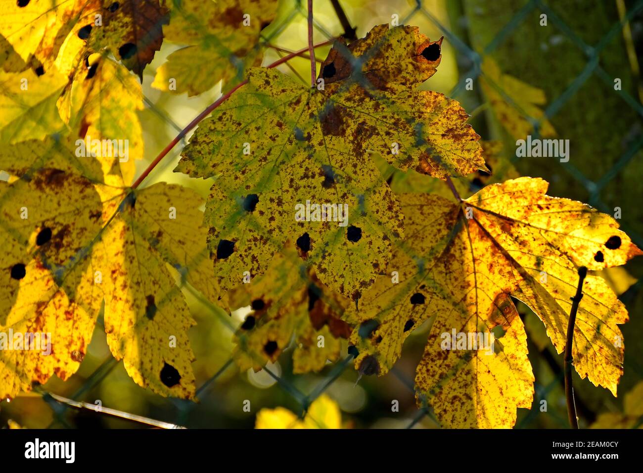 Herbstlich gefärbte Ahornblätter im Hinterlicht hinter einem Zaun Stockfoto