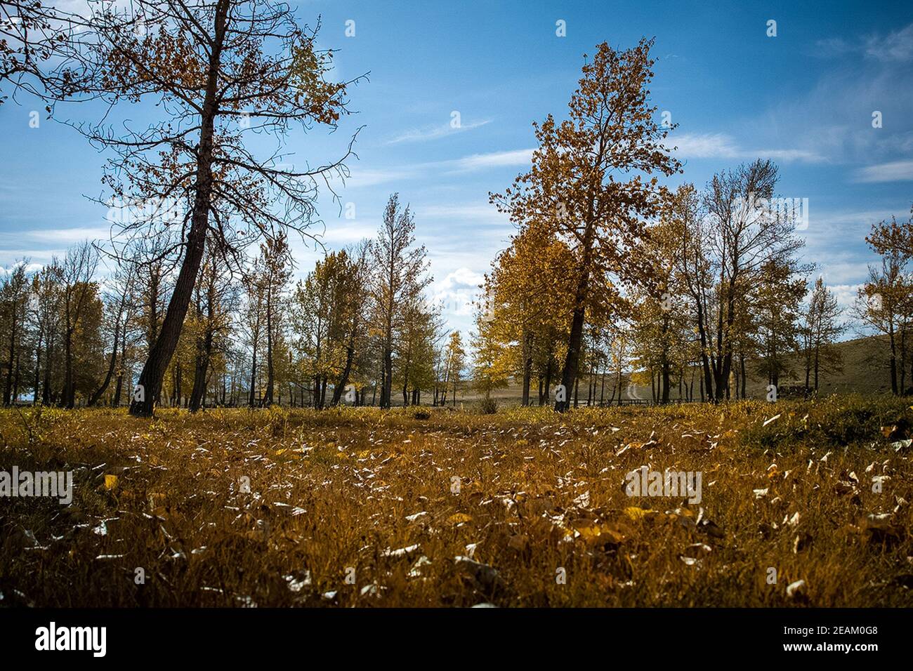 Herbst im grünen Wald. Trockenes Gras und gelbe Baumblätter. Stockfoto