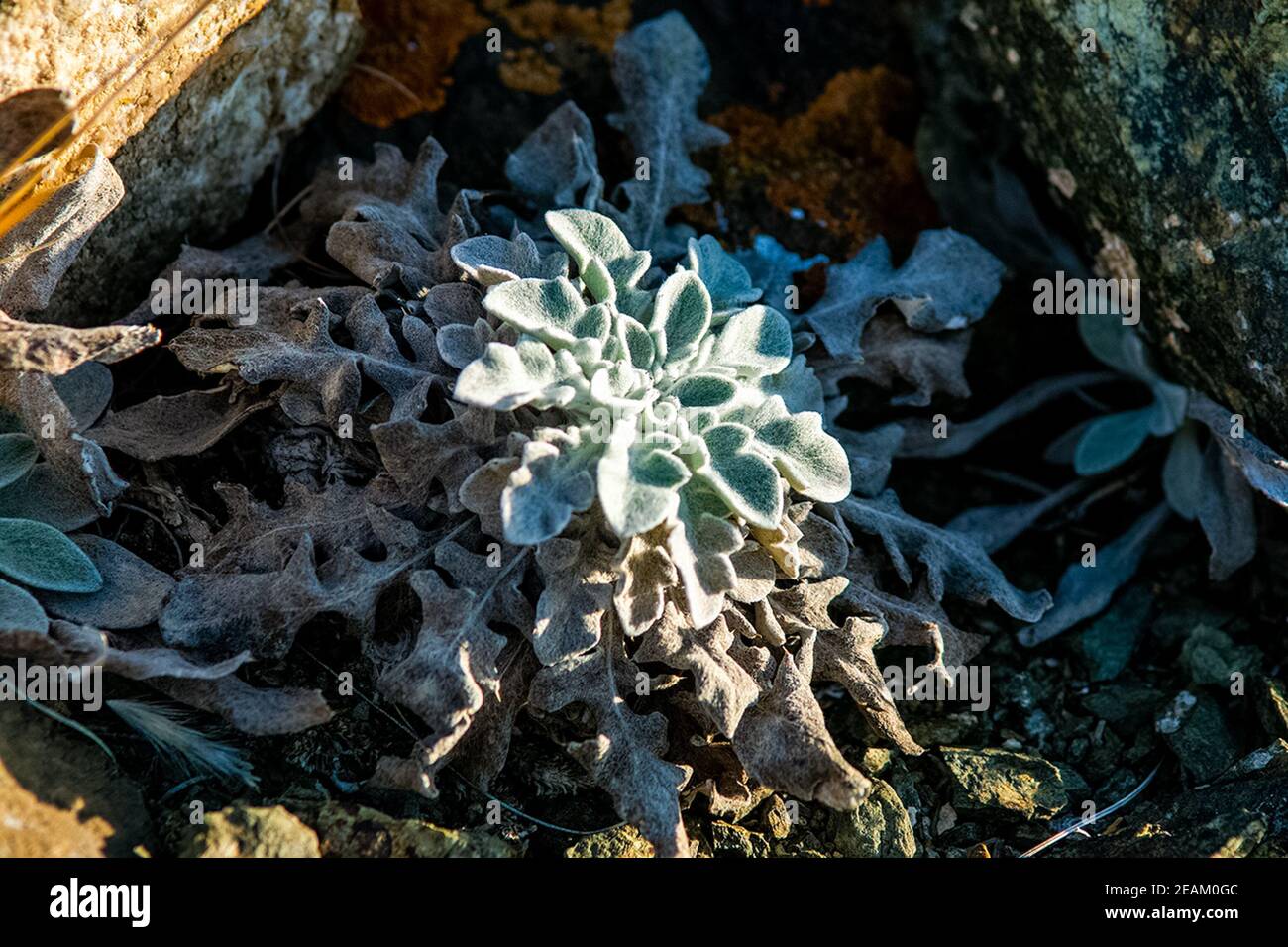 Pflanzen auf der Wiese im Altai. Altai Kräuter und Blumen. Stockfoto