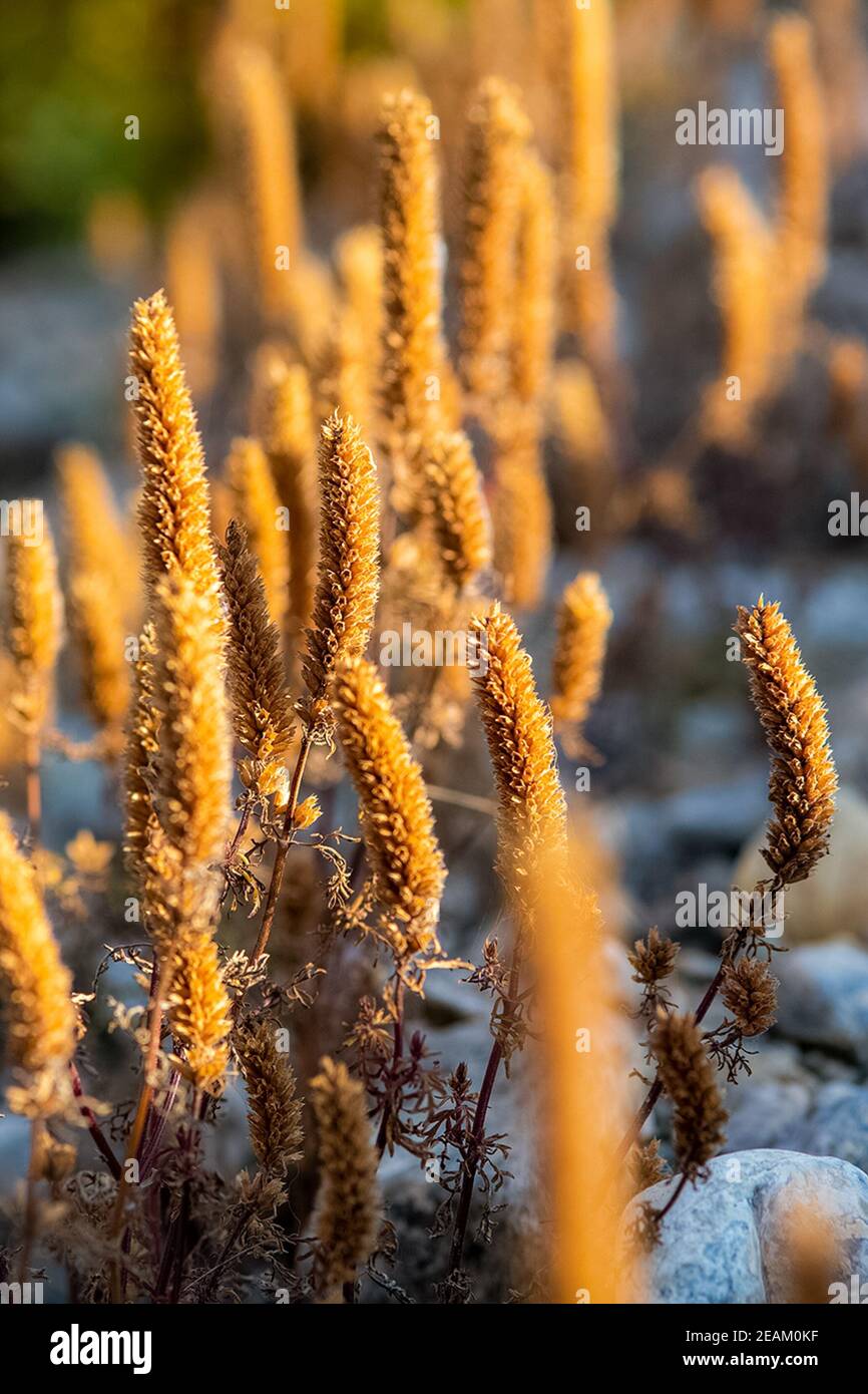 Pflanzen auf der Wiese im Altai. Altai Kräuter und Blumen. Stockfoto