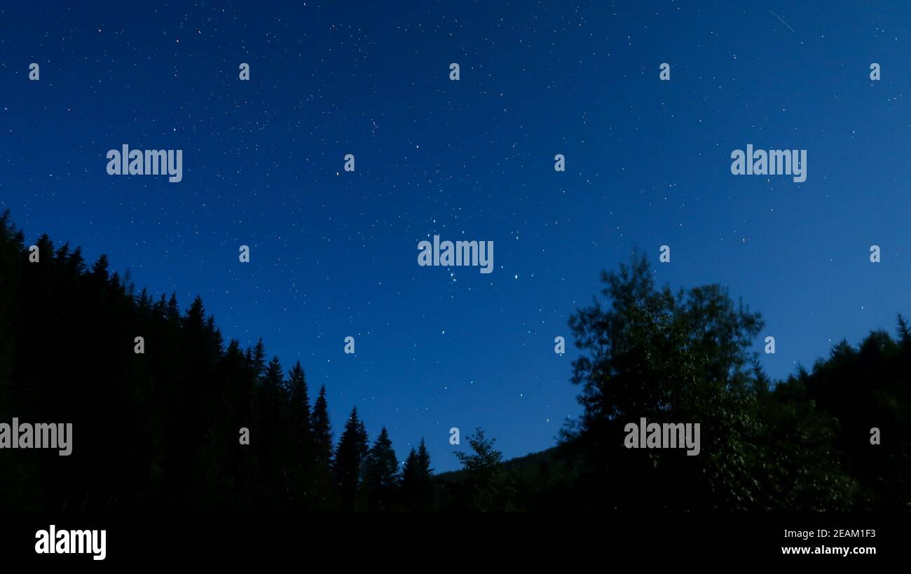 Nachthimmel mit Sternen und Silhouette hinterleuchteten Bäumen und Wald Stockfoto