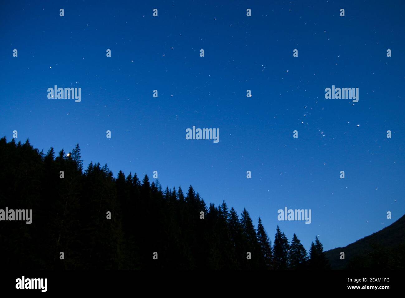 Nachthimmel mit Sternen und Silhouette hinterleuchteten Bäumen und Wald. Stockfoto