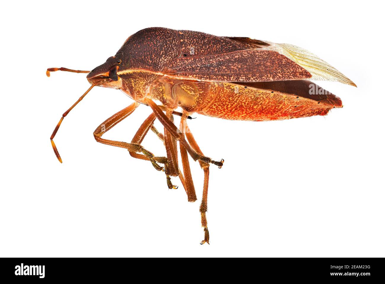 Brauner Stinkende Käfer Stockfoto