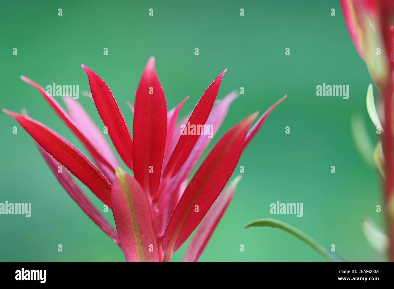 Pieris formosa Sorte forrestii wakehurst neue rote Triebe Stockfoto