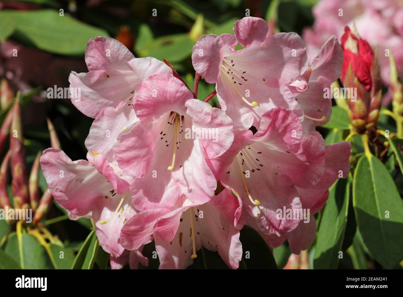 Blüte rosa rhododendron Stockfoto