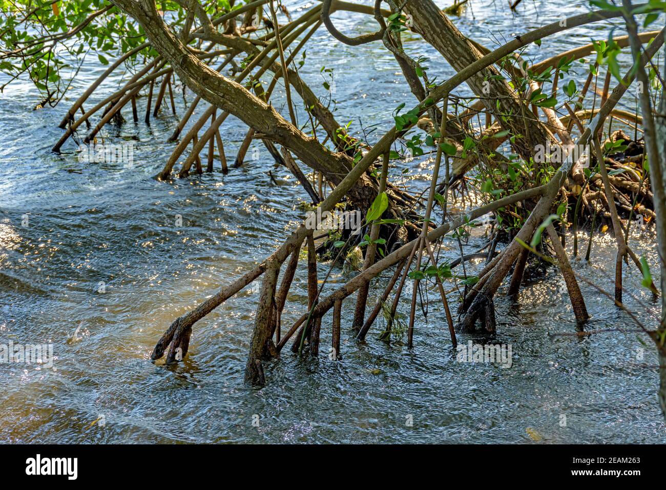 Wurzeln und aquatische Vegetation typisch für gemeinsame Mangroven in Brasilien Tropisches Ökosystem Stockfoto