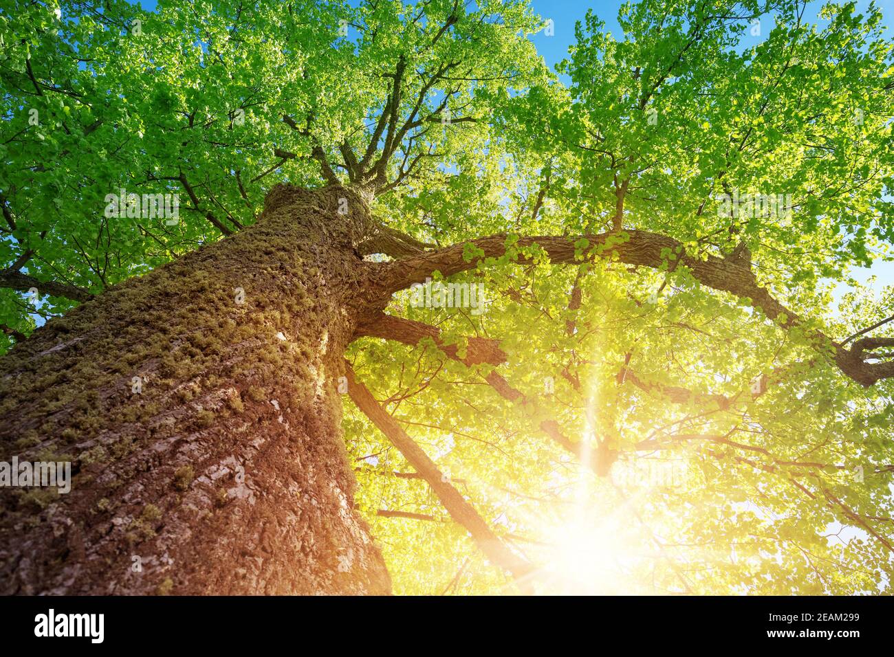 alte Linden Baum Laub im Morgenlicht mit Sonnenlicht Stockfoto