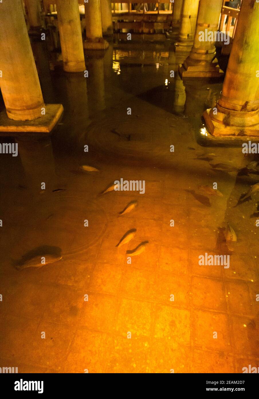 Die unterirdische Basilica Zisterne, die Justinianus im 6th. Jahrhundert errichtet hat, ist eine wichtige Versorgung der Stadt mit Süßwasser. Viele Arten von Fischen leben Stockfoto