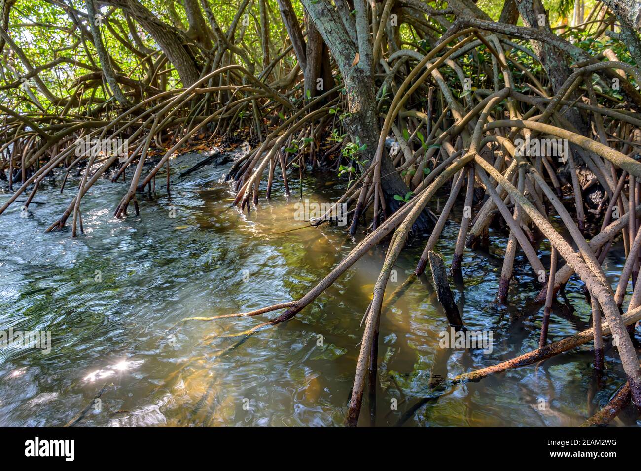 Wurzeln und aquatische Vegetation typisch für gemeinsame Mangroven in Brasilien Tropisches Ökosystem Stockfoto