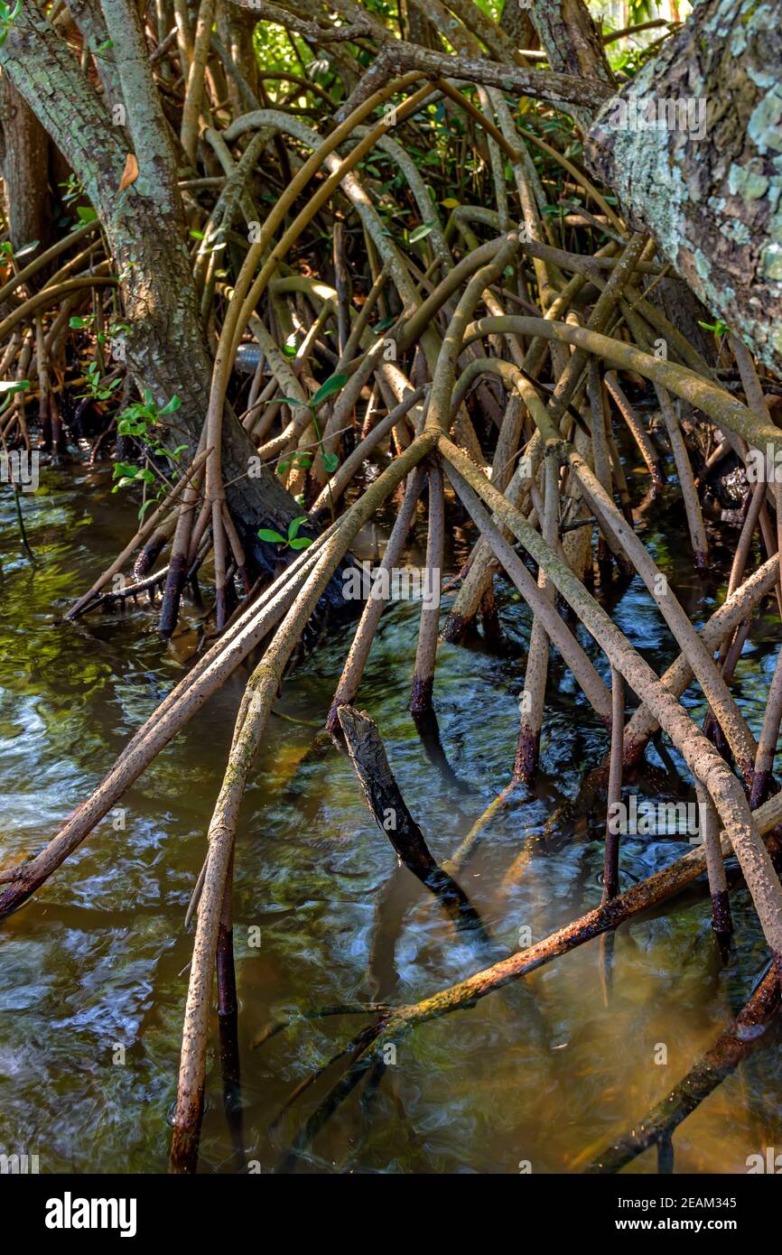 Wurzeln und aquatische Vegetation typisch für gemeinsame Mangroven in Brasilien Tropisches Ökosystem Stockfoto