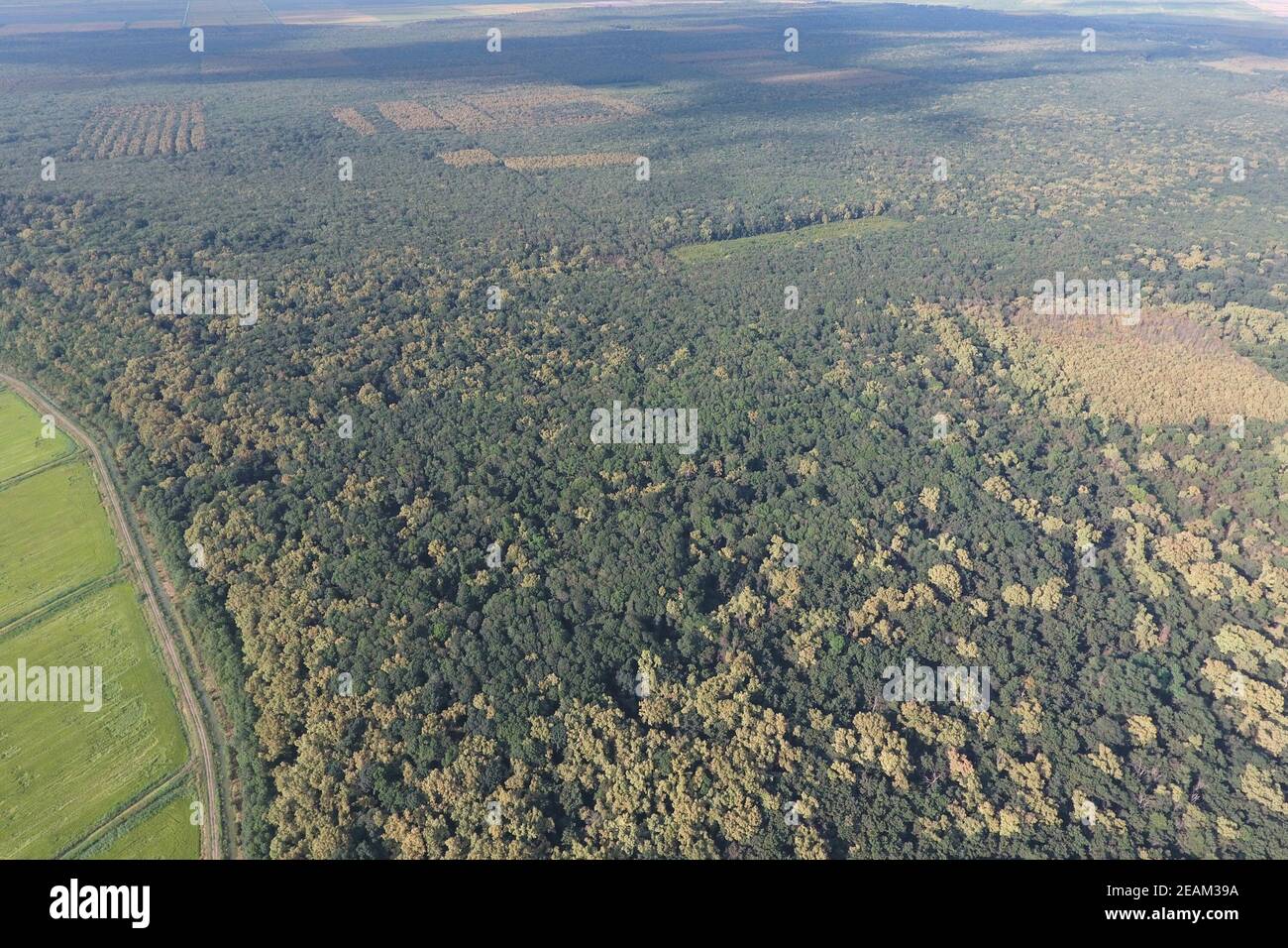 Der Wald Roter Wald in der Nähe der Reisfelder. Landschaft mit Blick aus der Vogelperspektive Stockfoto