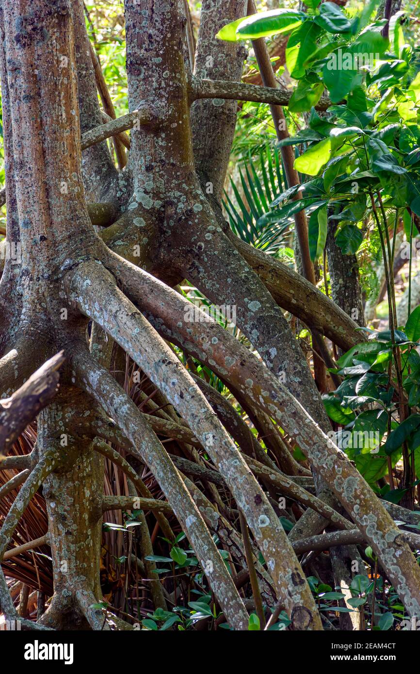 Wurzeln und Vegetation typisch für gemeinsame Mangroven in Brasiliens tropischen Ökosystem Stockfoto