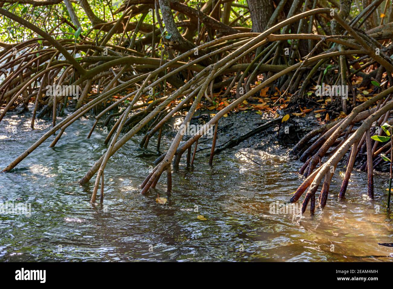 Wurzeln und aquatische Vegetation typisch für gemeinsame Mangroven in Brasilien Tropisches Ökosystem Stockfoto