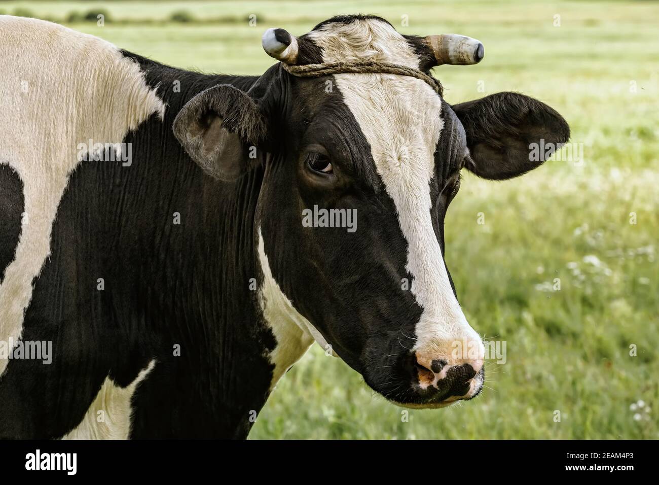 Kuh auf der Weide Stockfoto