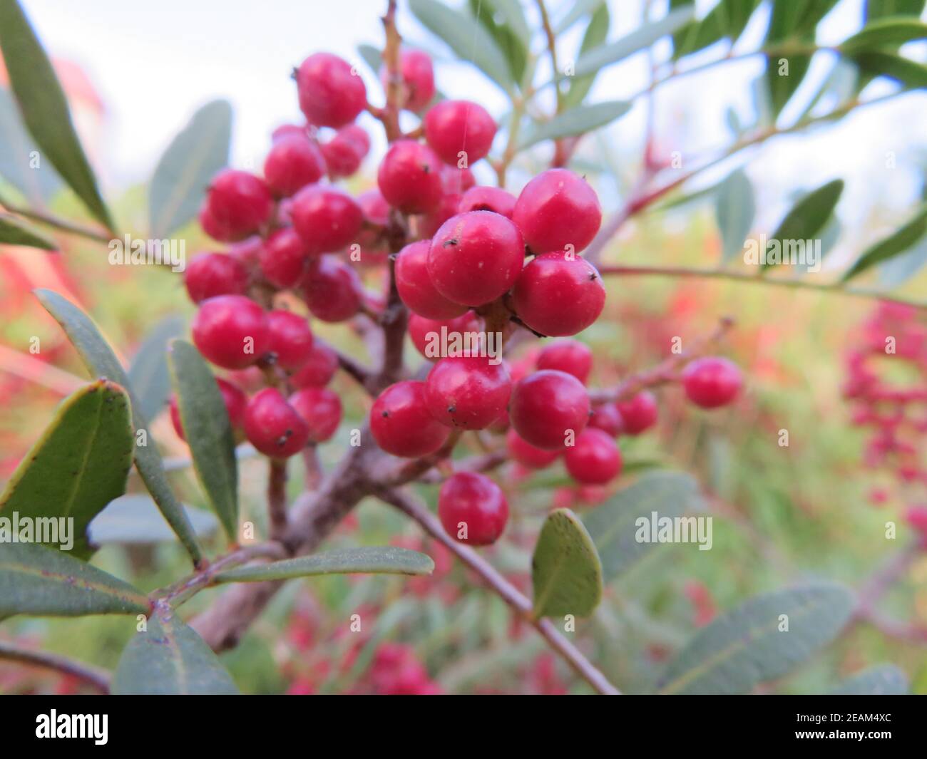 Schönes Foto von einigen Beeren von schöner Farbe und groß Schönheit Stockfoto