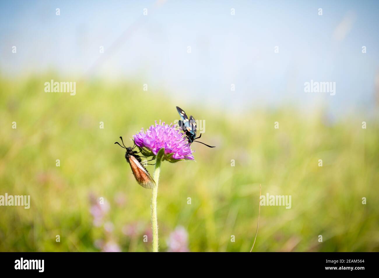 Scharlachrote Tigermotte auf Kleeblatt Blume aus nächster Nähe. Stockfoto