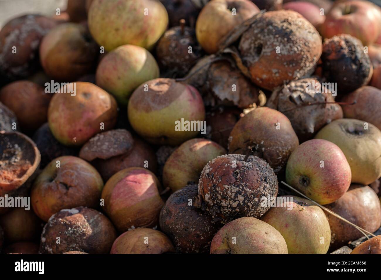 Verfaulende Äpfel auf einem Haufen Stockfoto