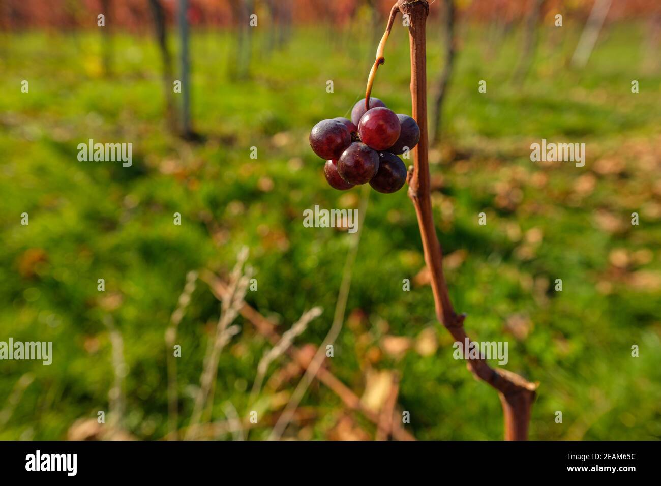 Rote Trauben aus nächster Nähe bei einer Weinrebe im Herbst Stockfoto