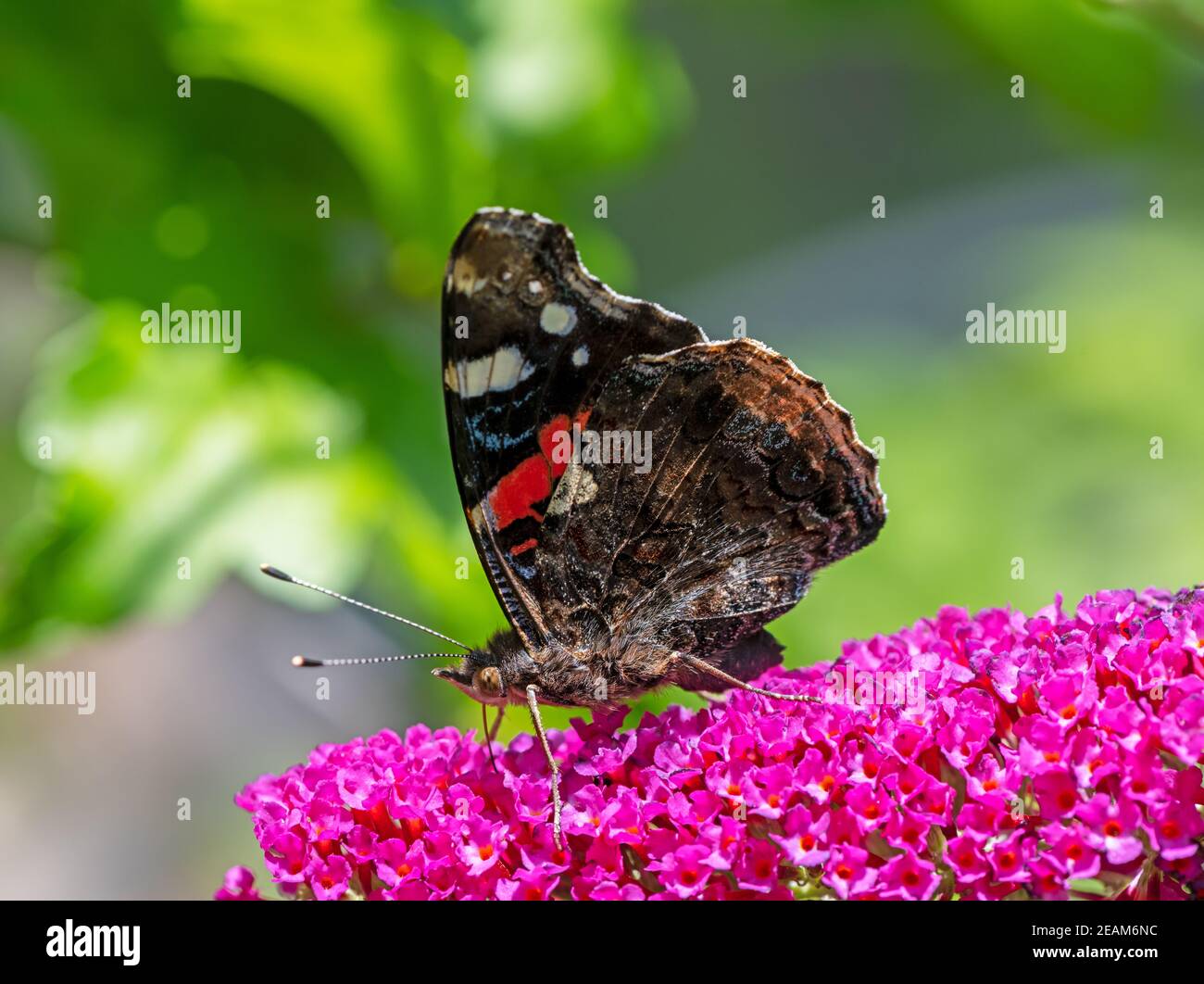 Admiral Schmetterling sammeln Nektar an einer Knospe Blüte Stockfoto