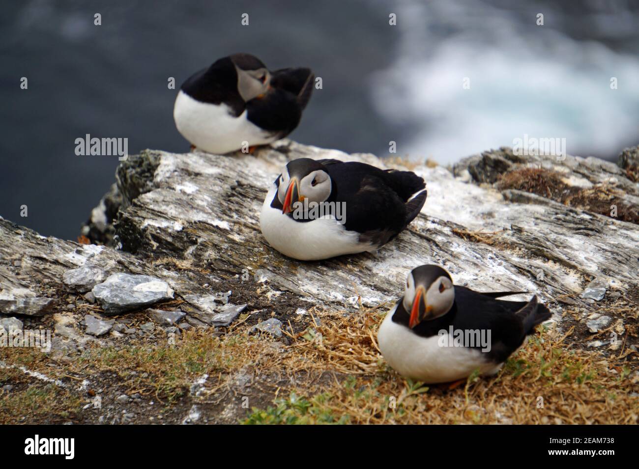 Papageitaucher auf den Skellig Inseln Stockfoto