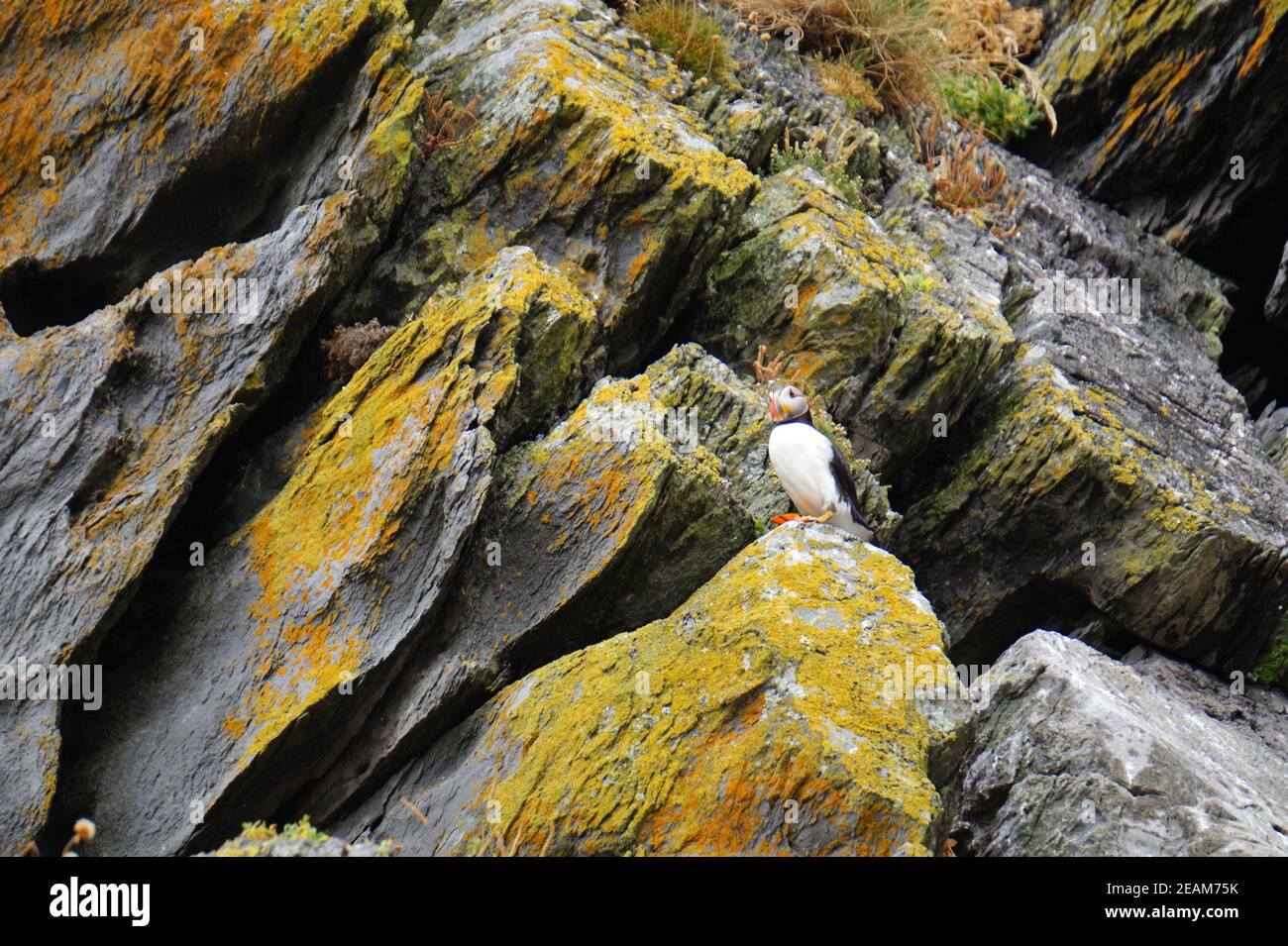 Papageitaucher auf den Skellig Inseln Stockfoto