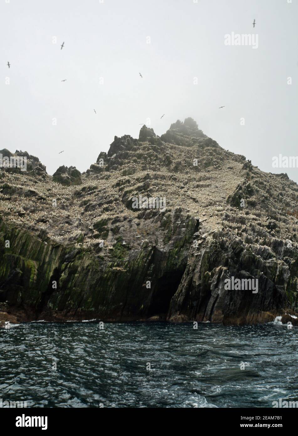 Kleine Skellig-Welten zweitgrößte Gannetkolonie Stockfoto