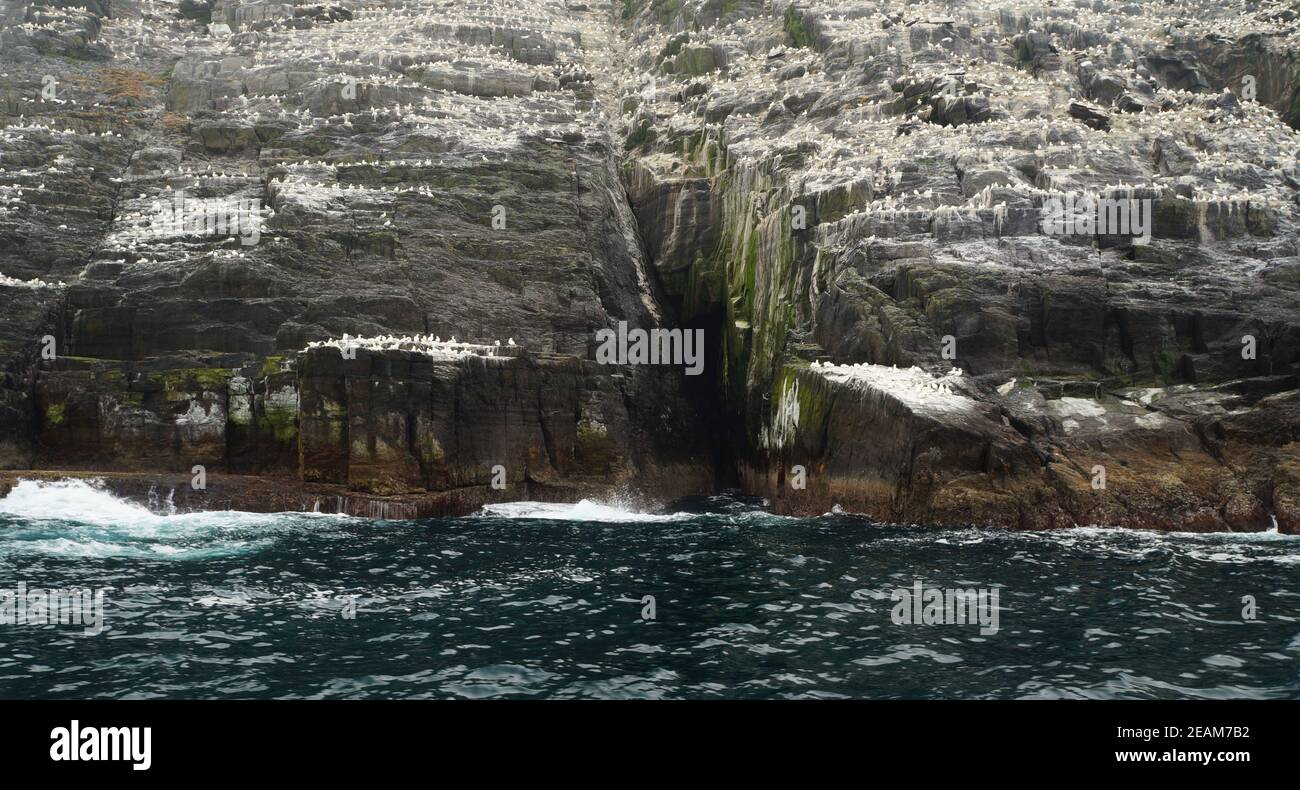 Kleine Skellig-Welten zweitgrößte Gannetkolonie Stockfoto