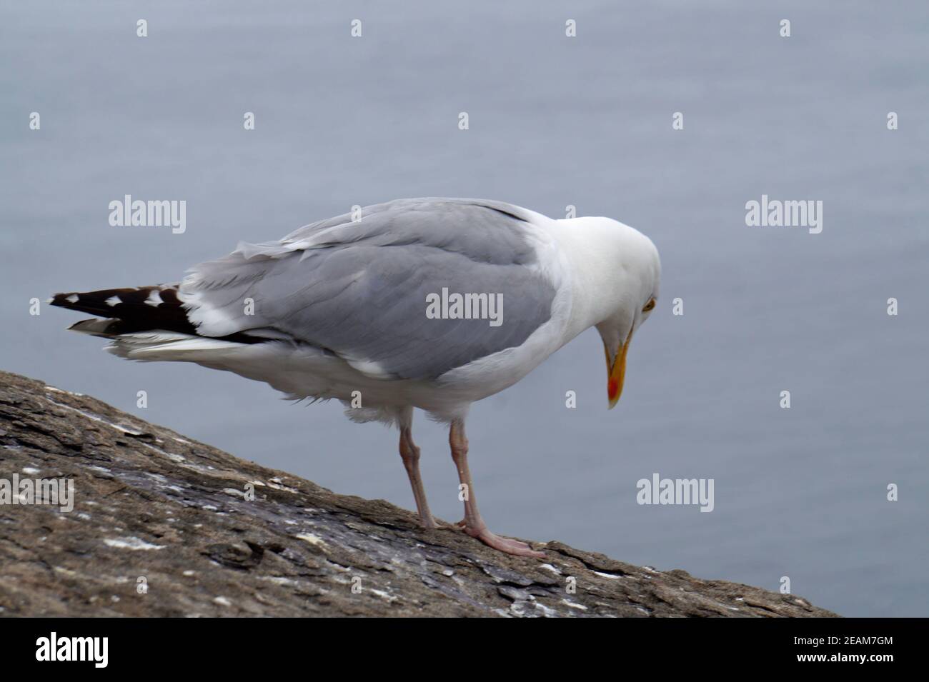 Möwen-Tölpel und andere Seevögel auf den Skellig-Inseln Stockfoto