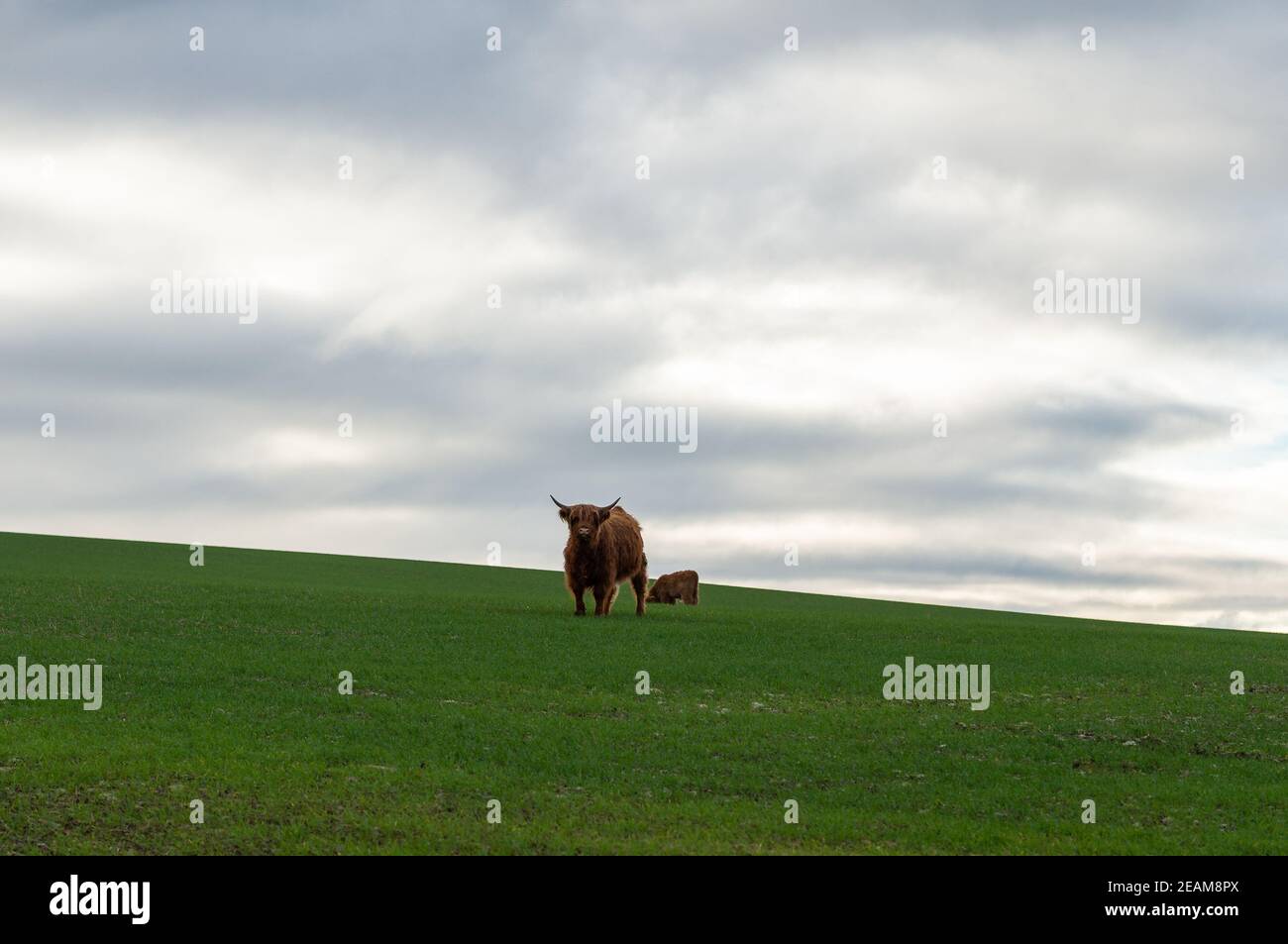 Kuh mit Kalb auf der Weide Stockfoto