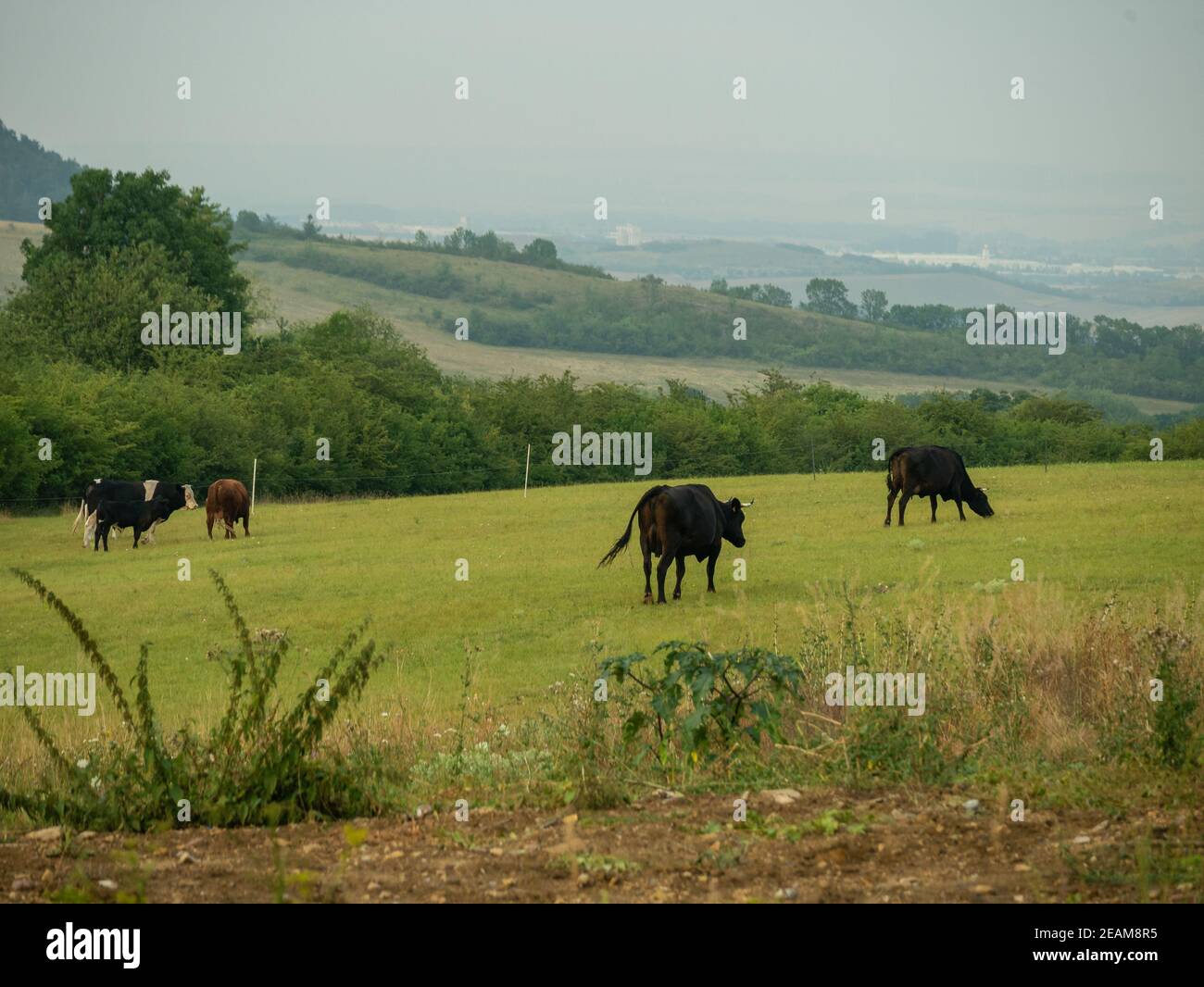 Kühe auf der Weide Stockfoto