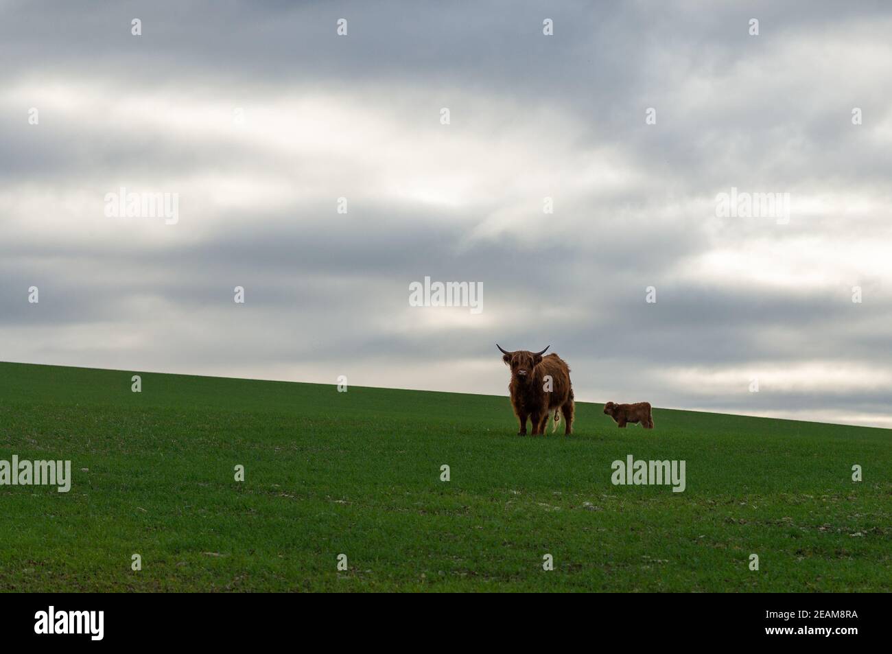 Kuh mit Kalb auf der Weide Stockfoto