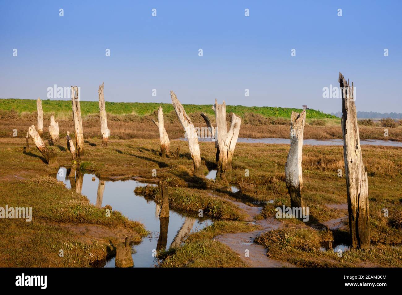 Alte Holzpfosten in Sumpfland, Thornham Salzwiesen, North Norfolk Coast, England, Großbritannien Stockfoto