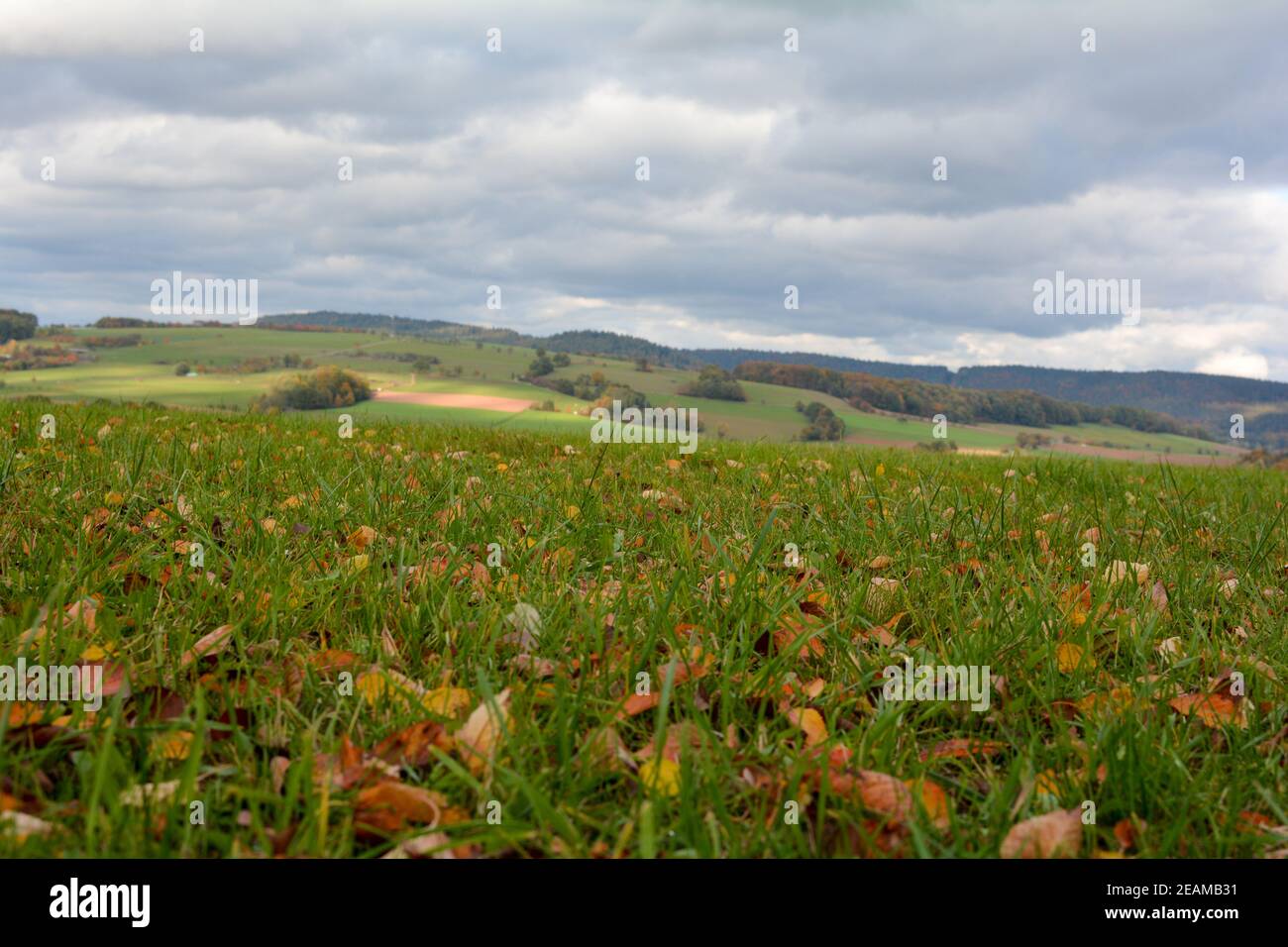 Herbstlaub auf der Wiese in der Landschaft Stockfoto