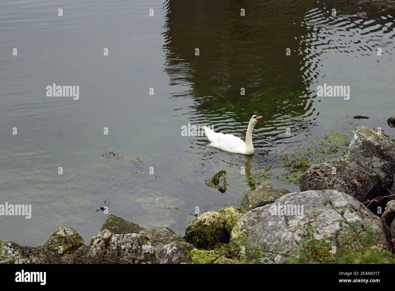 Wild Atlantic Way Swan im Dunguaire Castle Stockfoto