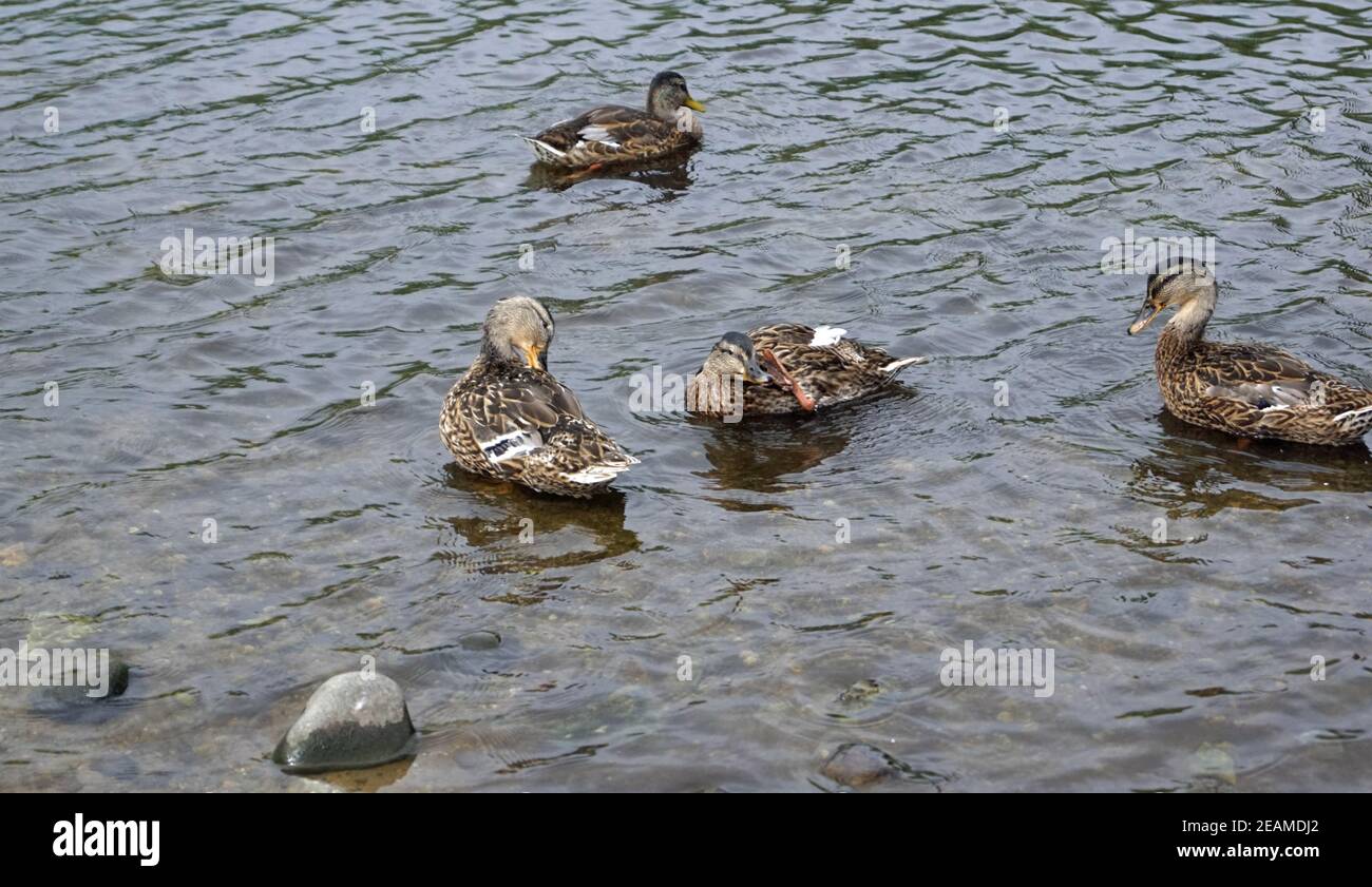 Schwäne und Enten im Ross Castle Stockfoto