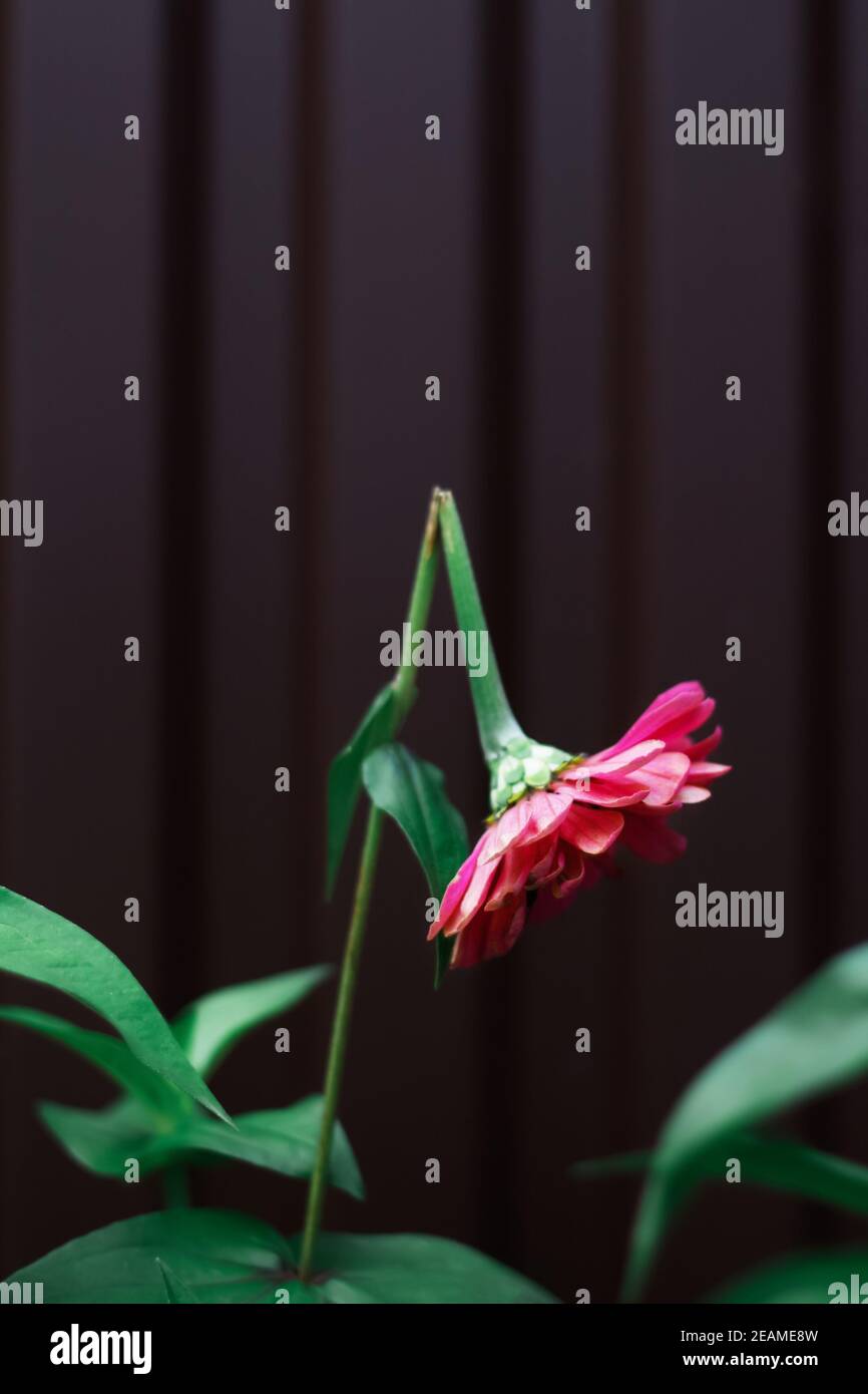 Kaputt. Eine gebrochene rosa Zinnia Nahaufnahme auf dunklem Hintergrund. Symbol für Depression, Schmerz, Einsamkeit, Traurigkeit. Vertikale Fotografie. Selektiver Fokus Stockfoto