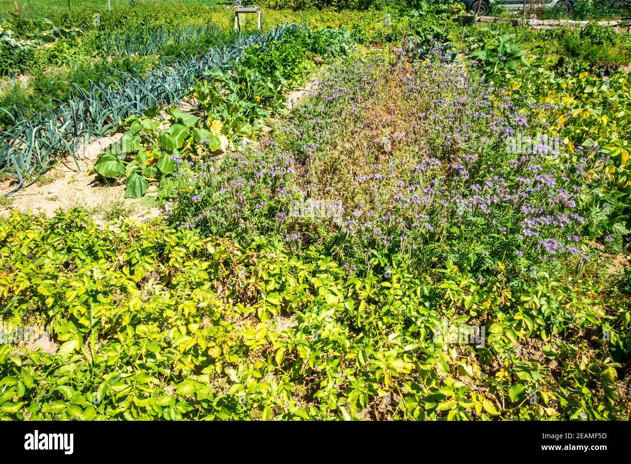 Bio-Gemüsegarten Stockfoto