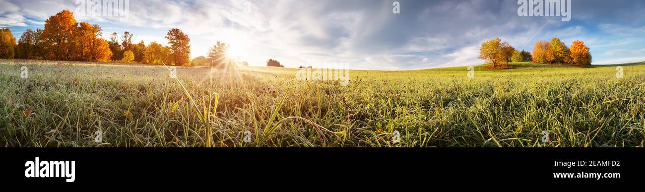 Bäume auf dem Feld im Herbst auf schönen sonnigen Tag Stockfoto