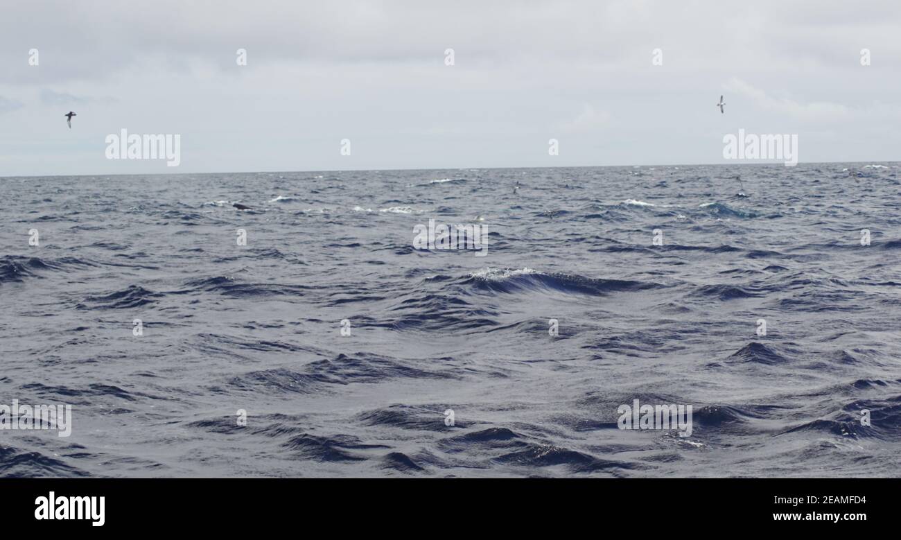 Waltour im Süden Irlands an der Celtic Meer Atlantischer Ozean Stockfoto