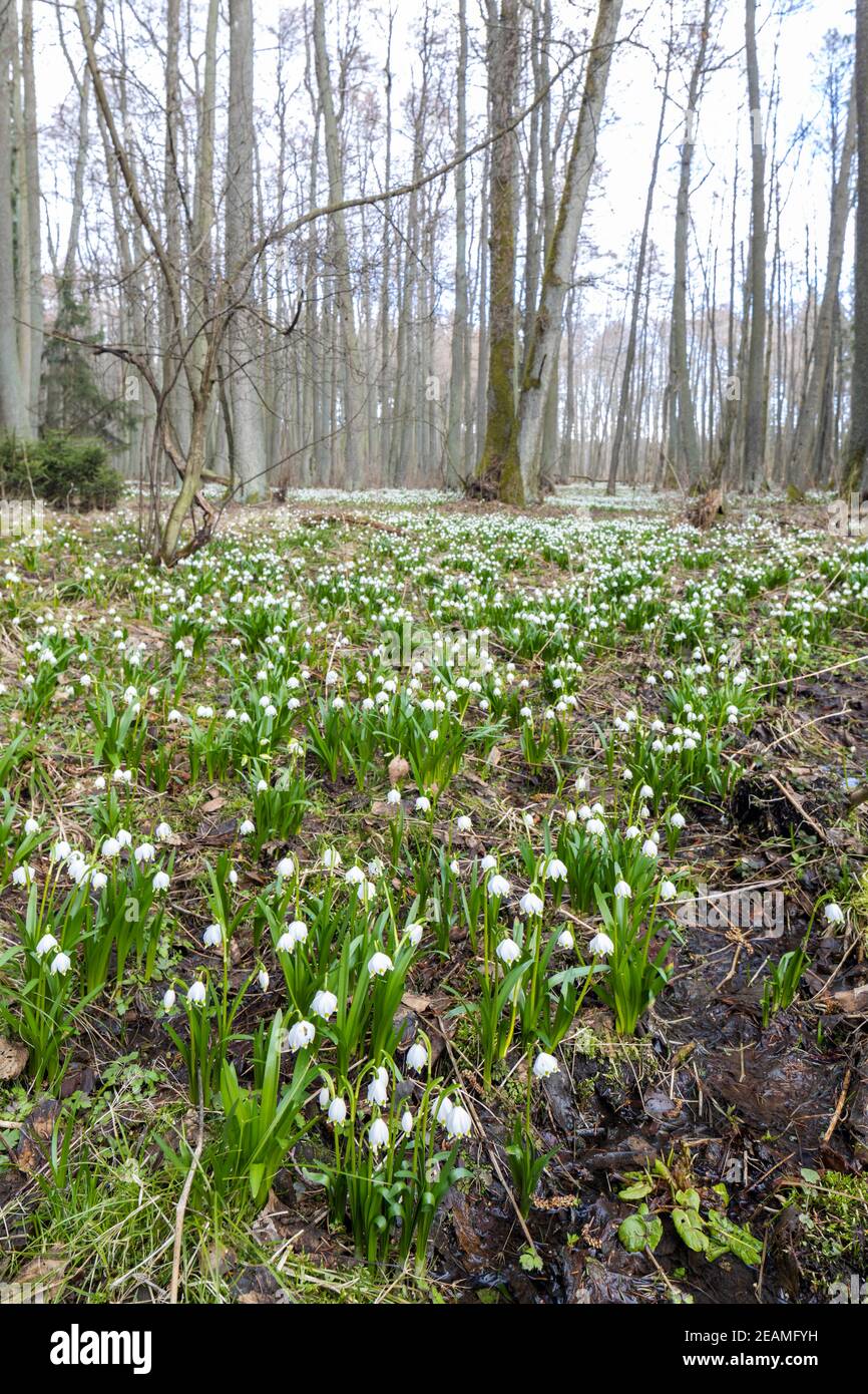 Der frühe Frühling Wald mit Märzenbecher, Vysocina, Tschechische Repubic Stockfoto