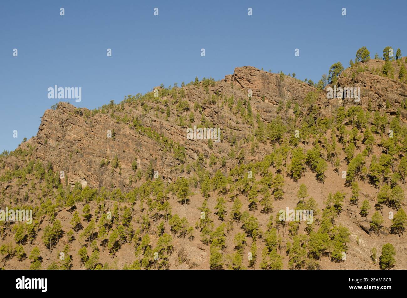 Klippe und Wald der Kanarischen Insel Kiefer. Stockfoto