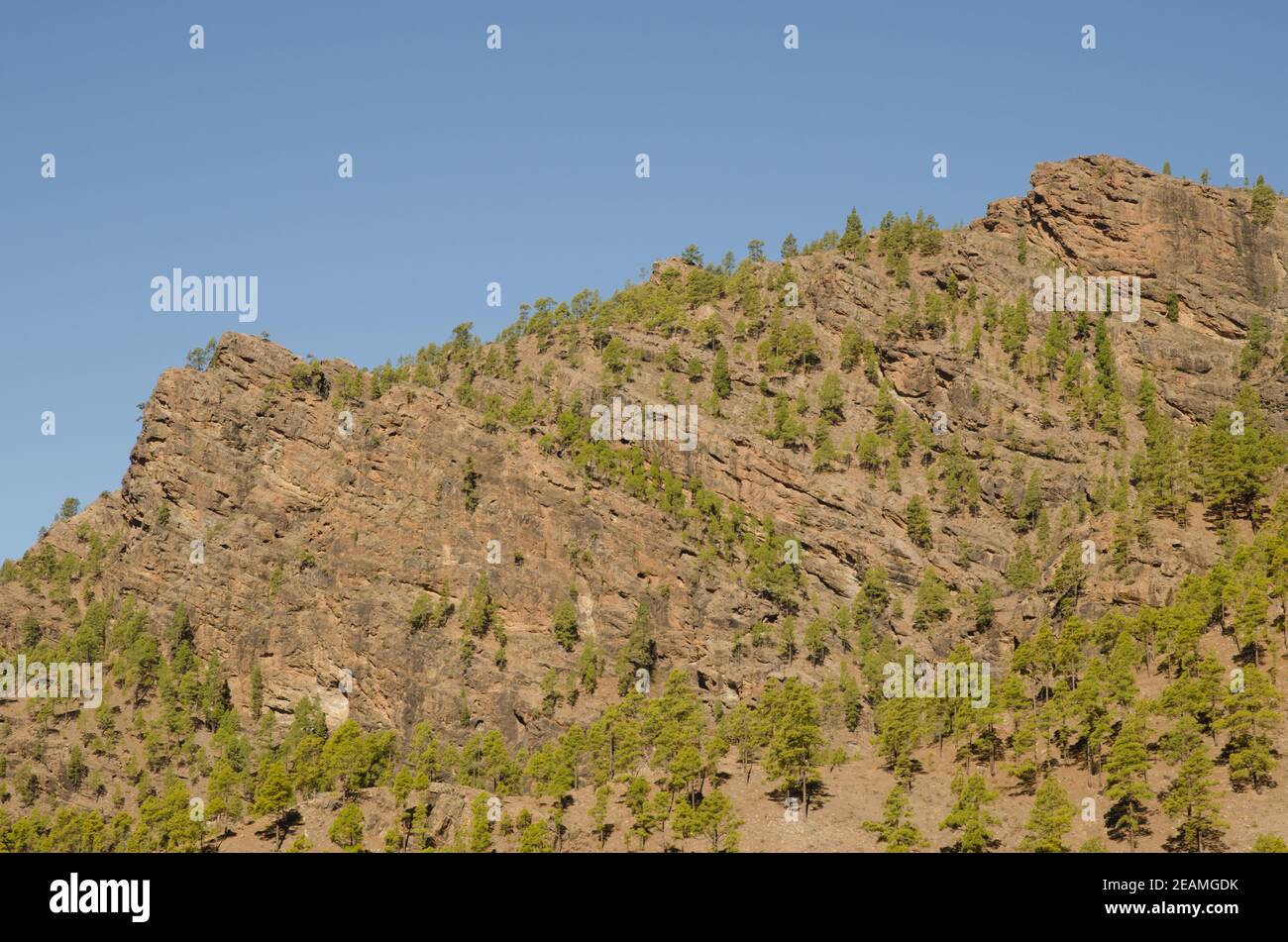 Klippe und Wald der Kanarischen Insel Kiefer. Stockfoto