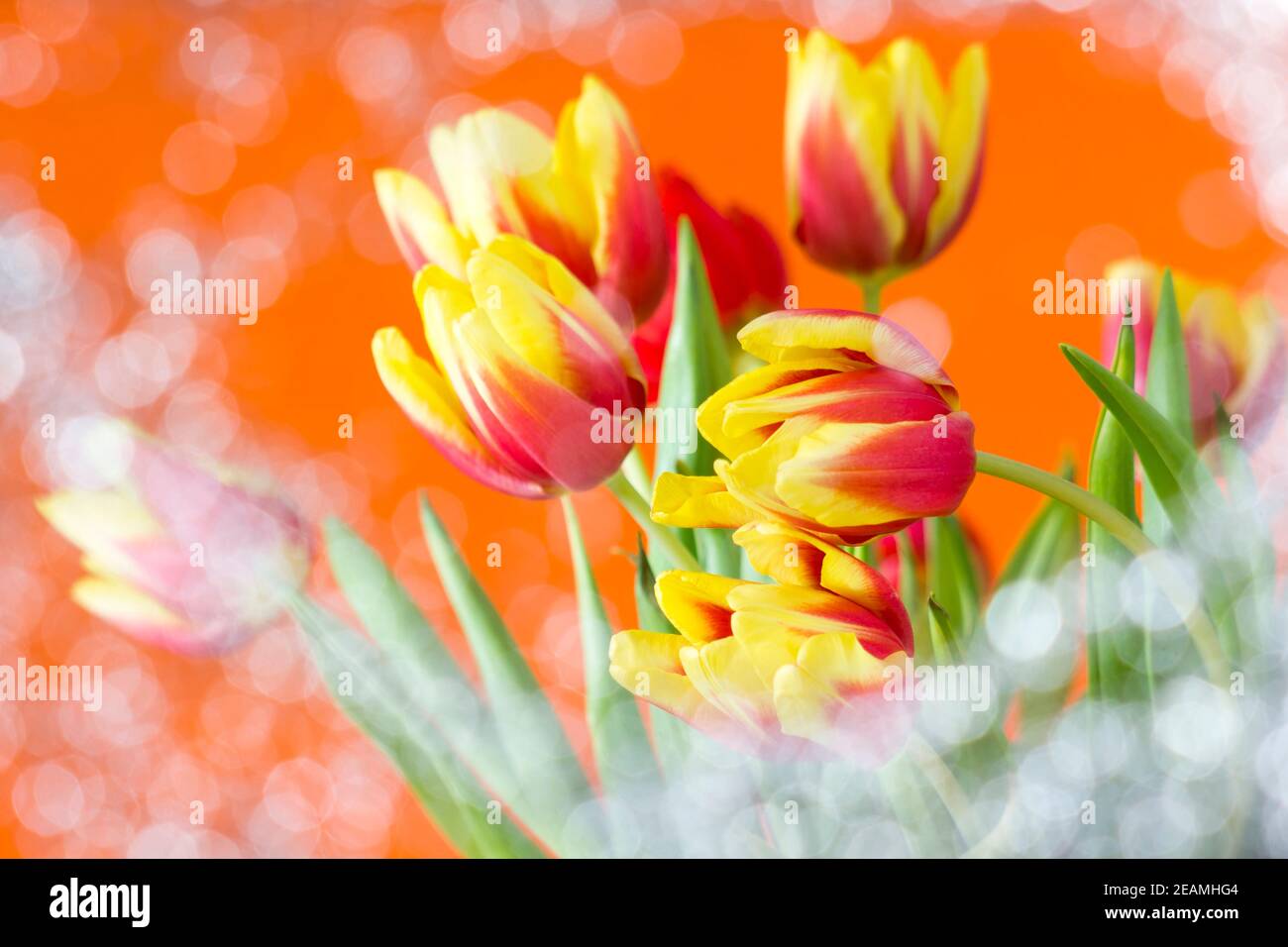 Strauß Tulpen Stockfoto