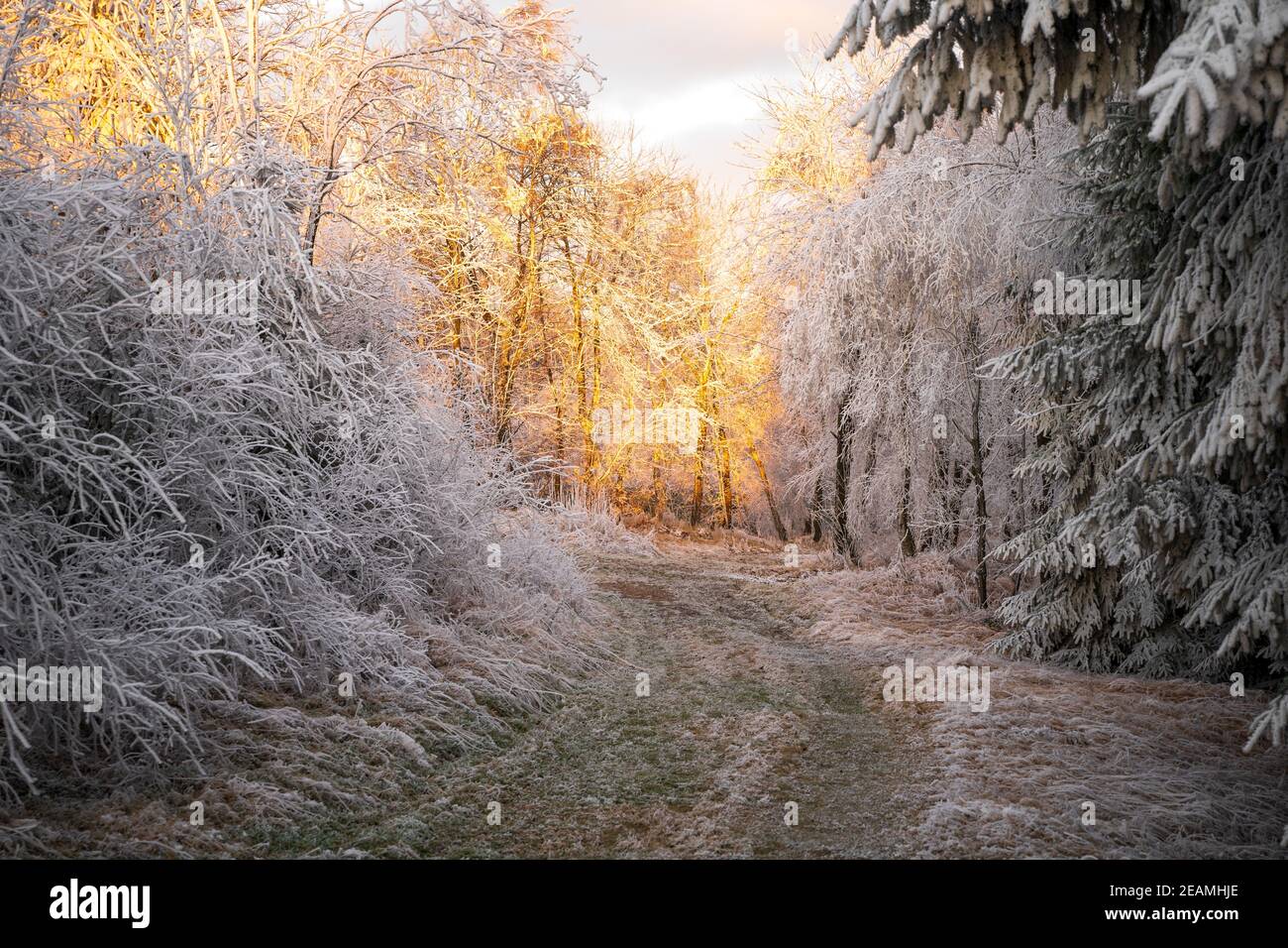 Winterlandschaft - Schneebaum rime Äste funkeln in der Strahlen des goldenen hellen Sonnenlichts Stockfoto