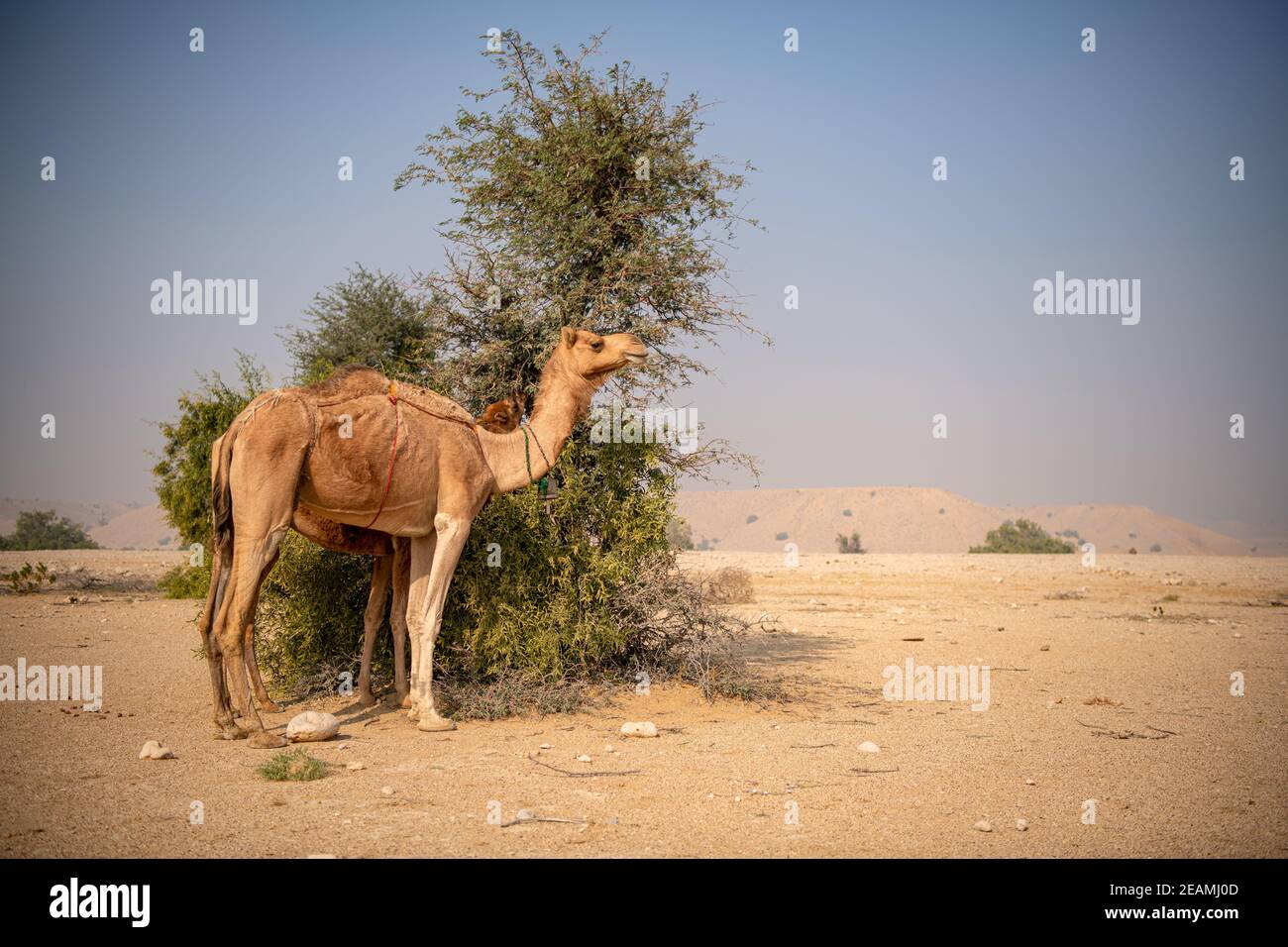 Außenansicht der Kamelherde, die sich in karger Landdürre bewegt In der Wüste Stockfoto