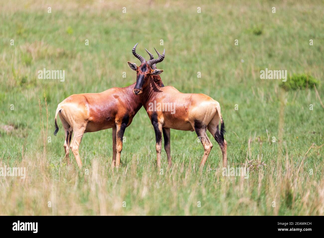 Swayne's Hartebeest Antilope, Äthiopien Tierwelt Stockfoto