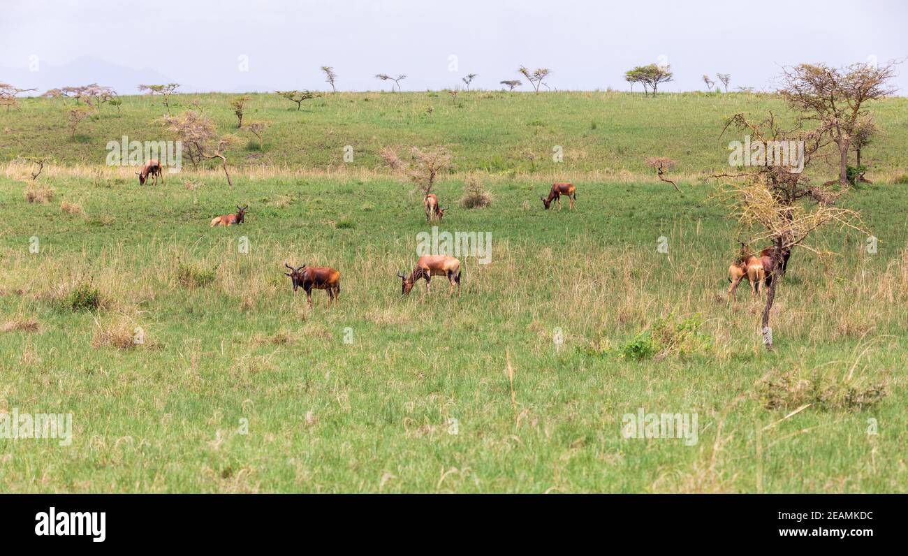 Swayne's Hartebeest Antilope, Äthiopien Tierwelt Stockfoto